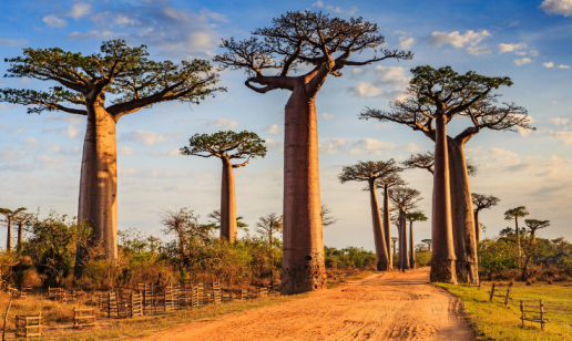 Madagascar Moves to Implement Comprehensive E-Invoicing Mandate